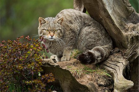 felis silvestris silvestris - Scottish wildcat (wildcat) (Felis silvestris), Devon, England, United Kingdom, Europe Photographie de stock - Rights-Managed, Code: 841-08244031