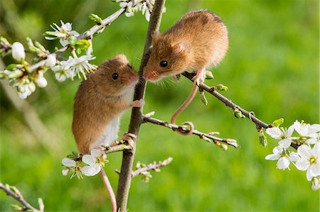 simsearch:841-03868772,k - Eurasian harvest mouse (Micromys minutus), Devon, England, United Kingdom, Europe Foto de stock - Con derechos protegidos, Código: 841-08244033