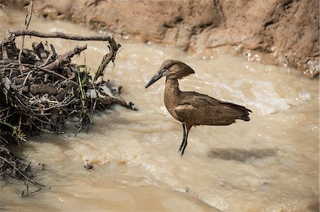 requin-marteau - Hamerkop (Scopus umbretta), South Luangwa National Park, Zambia, Africa Photographie de stock - Rights-Managed, Code: 841-08244044