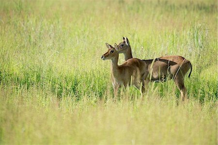 simsearch:841-08244049,k - Female impala (Aepyceros melampus), South Luangwa National Park, Zambia, Africa Foto de stock - Con derechos protegidos, Código: 841-08244045