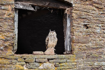 Indian eagle owl (Bubo bengalensis), Herefordshire, England, United Kingdom, Europe Foto de stock - Con derechos protegidos, Código: 841-08244057