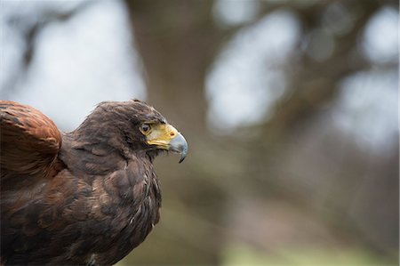 simsearch:841-08244060,k - Harris hawk (Parabuteo unicinctus), raptor, Herefordshire, England, United Kingdom, Europe Photographie de stock - Rights-Managed, Code: 841-08244058