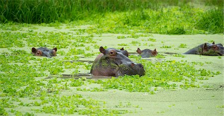 Hippopotamus (Hippos) wallowing in Hippo pool, South Luangwa National Park, Zambia, Africa Stockbilder - Lizenzpflichtiges, Bildnummer: 841-08244050