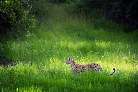 simsearch:6119-08211443,k - Leopard (Panthera), South Luangwa National Park, Zambia, Africa Foto de stock - Con derechos protegidos, Código: 841-08244051