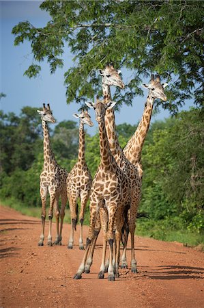 five animals - Thornicroft's giraffe (Giraffa camelopardalis thornicrofti), South Luangwa National Park, Zambia, Africa Stock Photo - Rights-Managed, Code: 841-08244052