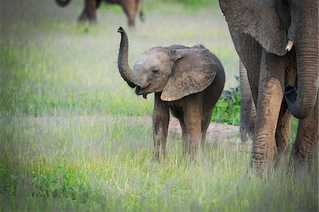 African elephant (Loxodonta) mother and calf, South Luangwa National Park, Zambia, Africa Stock Photo - Rights-Managed, Code: 841-08244053