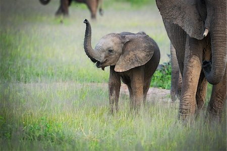 simsearch:841-08357623,k - African elephant (Loxodonta) mother and calf, South Luangwa National Park, Zambia, Africa Stock Photo - Rights-Managed, Code: 841-08244053