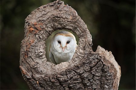 Barn owl (Tyto alba), Herefordshire, England, United Kingdom, Europe Foto de stock - Con derechos protegidos, Código: 841-08244064