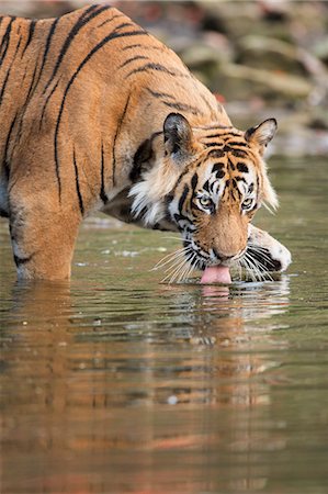 pozza d'acqua - Ustaad, T24, Royal Bengal tiger (Tigris tigris) drinking, Ranthambhore, Rajasthan, India, Asia Fotografie stock - Rights-Managed, Codice: 841-08244065