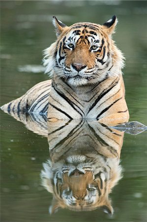 simsearch:841-08244049,k - Ustaad, T24, Royal Bengal tiger (Tigris tigris), Ranthambhore, Rajasthan, India, Asia Foto de stock - Con derechos protegidos, Código: 841-08244066