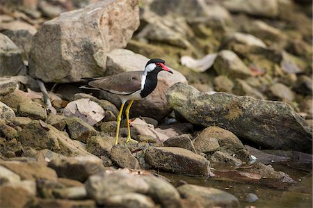 pluvier - Red wattled lapwing (Vanellus indicus), Ranthambhore, Rajasthan, India, Asia Photographie de stock - Rights-Managed, Code: 841-08244068
