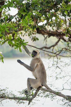 simsearch:6119-08268718,k - Gray langurs (Hanuman langurs) (langur monkey) (Semnopithecus entellus), Ranthambhore, Rajasthan, India, Asia Foto de stock - Con derechos protegidos, Código: 841-08244074