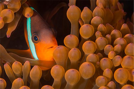 simsearch:841-08244098,k - Dusky anenomefish (Amphiprion melanomas) dominant female, lives in symbiotic association with its host anemone, Matangi Island, Vanua Levu, Fiji, Pacific Foto de stock - Con derechos protegidos, Código: 841-08244097