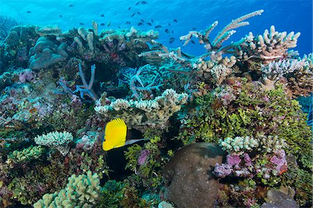 pez tropical - Colourful healthy hard and soft coral reef with long nosed butterflyfish (Forcipiger flavissimus), Matangi Island, Vanua Levu, Fiji, Pacific Foto de stock - Con derechos protegidos, Código: 841-08244098