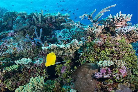 Colourful healthy hard and soft coral reef with long nosed butterflyfish (Forcipiger flavissimus), Matangi Island, Vanua Levu, Fiji, Pacific Photographie de stock - Rights-Managed, Code: 841-08244098