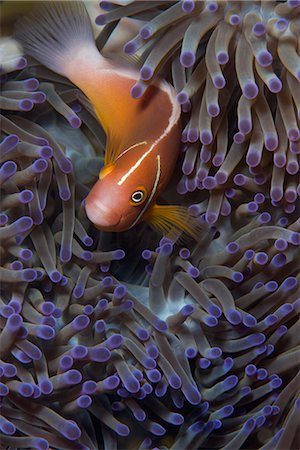 simsearch:841-08101814,k - Pink anenomefish (Amphoprion perideraion) dominant female, lives in symbiotic association with its host anemone, Matangi Island, Vanua Levu, Fiji, Pacific Foto de stock - Con derechos protegidos, Código: 841-08244099