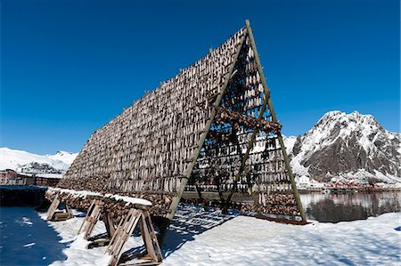 Cod fish drying, Svolvaer, Lofoten Islands, Nordland, Arctic, Norway, Scandinavia, Europe Foto de stock - Con derechos protegidos, Código: 841-08244167