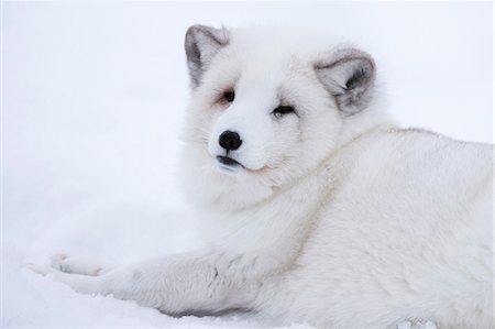 fox to the side - Arctic fox (Vulpes lagopus), Polar Park, Troms, Norway, Scandinavia, Europe Photographie de stock - Rights-Managed, Code: 841-08244170