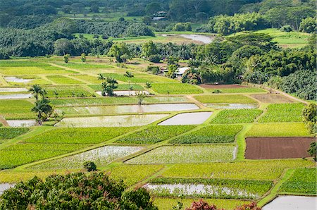 paddy cultivation - Taro fields in Hanalei National Wildlife Refuge, Hanalei Valley, Kauai, Hawaii, United States of America, Pacific Stock Photo - Rights-Managed, Code: 841-08244195