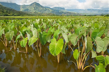 Taro fields in Hanalei National Wildlife Refuge, Hanalei Valley, Kauai, Hawaii, United States of America, Pacific Photographie de stock - Rights-Managed, Code: 841-08244196