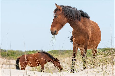 simsearch:6119-08268718,k - Wild mustangs (banker horses) (Equus ferus caballus) in Currituck National Wildlife Refuge, Corolla, Outer Banks, North Carolina, United States of America, North America Foto de stock - Con derechos protegidos, Código: 841-08244190