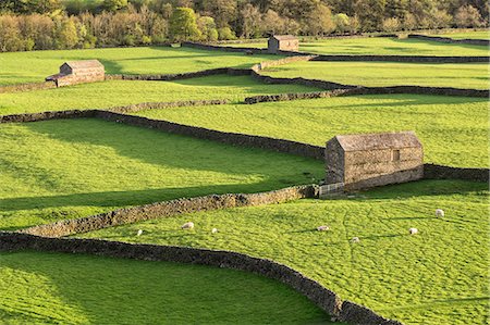 scheune - Barns and dry stone walls at Gunnerside, Swaledale, Yorkshire Dales, Yorkshire, England, United Kingdom, Europe Stockbilder - Lizenzpflichtiges, Bildnummer: 841-08244266