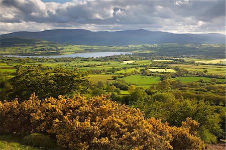 stechginster - View over Llangorse Lake to Pen Y Fan from Mynydd Troed, Llangorse, Brecon Beacons National Park, Powys, Wales, United Kingdom, Europe Stockbilder - Lizenzpflichtiges, Bildnummer: 841-08244300