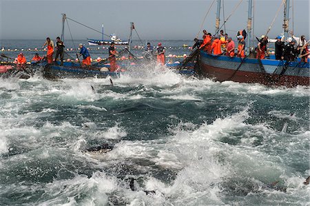 fishing boat man fishing - Almadraba Atlantic bluefin tuna fishery is a maze of nets from which the tuna cannot escape as they always swim east to spawn, Andalucia, Spain, Europe Stock Photo - Rights-Managed, Code: 841-08240016