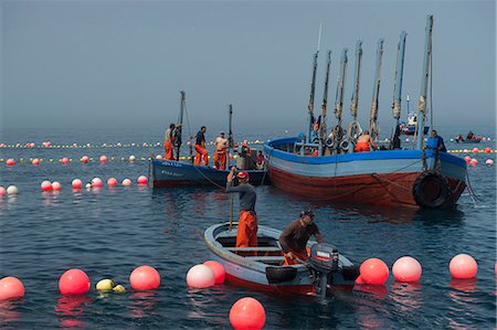Almadraba trapping of migrating Atlantic Bluefin tuna (Thunnus thynnus) dating back to Phoenician times in Andalucia, Spain, Europe Photographie de stock - Rights-Managed, Code: 841-08240018