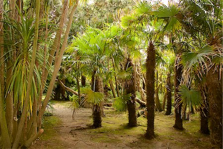 simsearch:841-08240050,k - Palm trees, Botanical gardens of Chateau de Vauville, Cotentin, Normandy, France, Europe Stock Photo - Rights-Managed, Code: 841-08240052