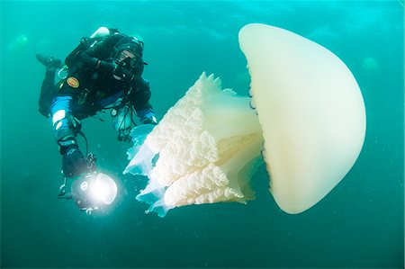 Diver with giant barrel jellyfish off the South Coast, Devon, England, United Kingdom, Europe Photographie de stock - Rights-Managed, Code: 841-08240241