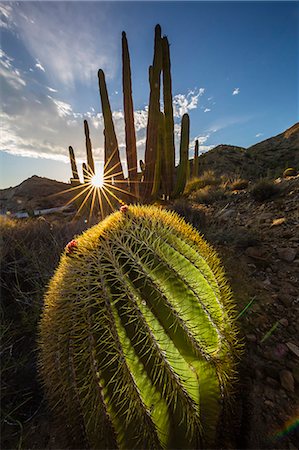 Sunset on an endemic giant barrel cactus (Ferocactus diguetii) on Isla Santa Catalina, Baja California Sur, Mexico, North America Photographie de stock - Rights-Managed, Code: 841-08279007
