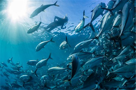 A snorkeler with a large school of bigeye trevally (Caranx sexfasciatus) in deep water near Cabo Pulmo, Baja California Sur, Mexico, North America Foto de stock - Con derechos protegidos, Código: 841-08279008