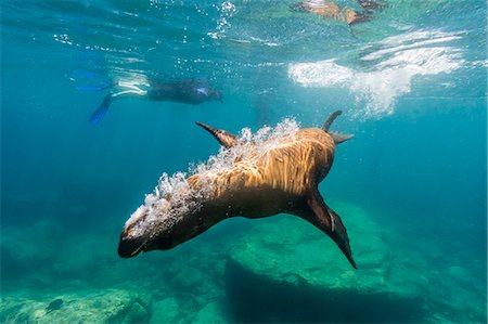 snorkeling - California sea lion (Zalophus californianus) underwater with snorkeler at Los Islotes, Baja California Sur, Mexico, North America Photographie de stock - Rights-Managed, Code: 841-08279009
