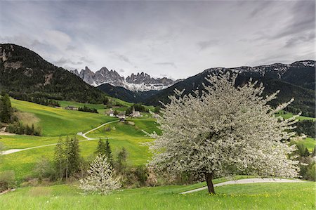 simsearch:841-08279074,k - Flowering frames the village of St. Magdalena and the Odle group, Funes Valley, South Tyrol, Dolomites, Italy, Europe Photographie de stock - Rights-Managed, Code: 841-08279093