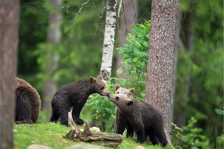 simsearch:841-08729628,k - Brown bear cubs (Ursus arctos), Finland, Scandinavia, Europe Photographie de stock - Rights-Managed, Code: 841-08279126