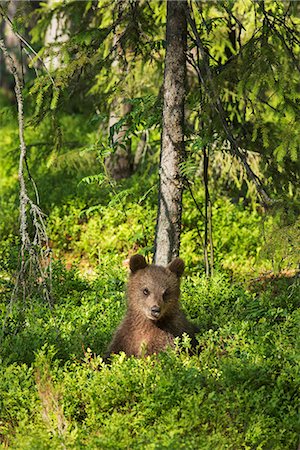 Brown bear cub (Ursus arctos), Kuhmo, Finland, Scandinavia, Europe Photographie de stock - Rights-Managed, Code: 841-08279128