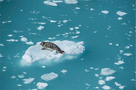 simsearch:841-09086170,k - Harbour seal on ice floe, Glacier Bay, Alaska, United States of America, North America Photographie de stock - Rights-Managed, Code: 841-08279123