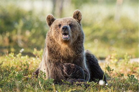 simsearch:841-09086345,k - Brown bear (Ursus arctos), Kuhmo, Finland, Scandinavia, Europe Photographie de stock - Rights-Managed, Code: 841-08279136