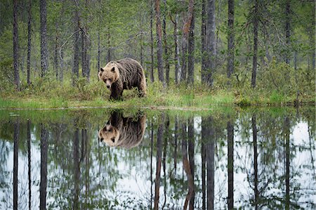 simsearch:841-08279125,k - Brown bear (Ursus arctos), Kuhmo, Finland, Scandinavia, Europe Photographie de stock - Rights-Managed, Code: 841-08279137