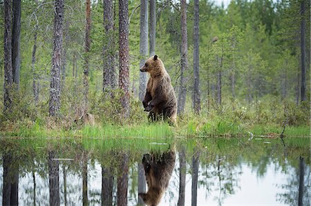 simsearch:841-08279125,k - Brown bear (Ursus arctos), Kuhmo, Finland, Scandinavia, Europe Photographie de stock - Rights-Managed, Code: 841-08279138