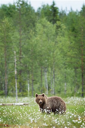 simsearch:841-09086345,k - Brown bear (Ursus arctos), Finland, Scandinavia, Europe Photographie de stock - Rights-Managed, Code: 841-08279130