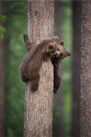 Brown bear cub (Ursus arctos) tree climbing, Finland, Scandinavia, Europe Foto de stock - Con derechos protegidos, Código: 841-08279133
