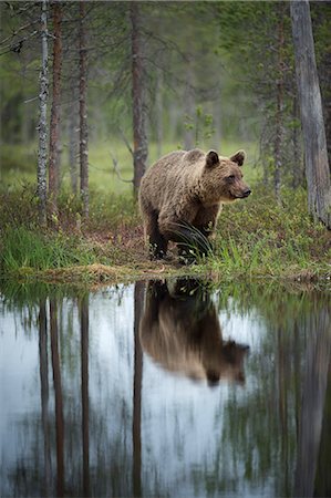 simsearch:841-08279125,k - Brown bear (Ursus arctos), Kuhmo, Finland, Scandinavia, Europe Photographie de stock - Rights-Managed, Code: 841-08279141