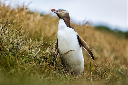 penguin - Yellow-eyed penguin (Megadyptes antipodes), Katiki Point, Moeraki Penninsula, Otago, South Island, New Zealand, Pacific Stock Photo - Rights-Managed, Code: 841-08279155