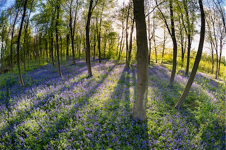Common bluebell (Hyacinthoides non-scripta) growing in Common Beech woodland habitat, Kent, England, United Kingdom, Europe Photographie de stock - Rights-Managed, Code: 841-08279178