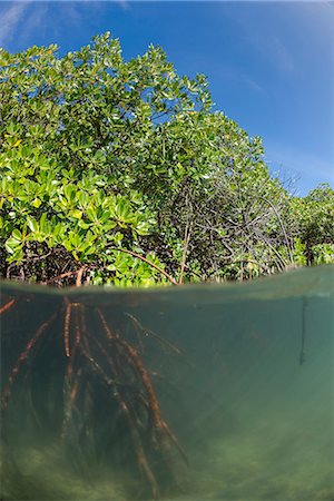 pacifique du sud - Rhizophora sp. mangrove above and below split shots from Sau Bay, Vanua Levu, Fiji, South Pacific, Pacific Photographie de stock - Rights-Managed, Code: 841-08279184