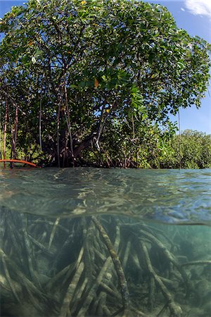 pacifique du sud - Rhizophora sp. mangrove above and below split shots from Sau Bay, Vanua Levu, Fiji, South Pacific, Pacific Photographie de stock - Rights-Managed, Code: 841-08279183