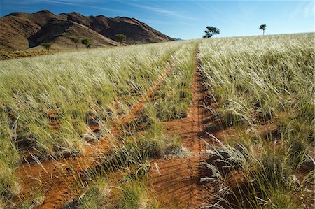 simsearch:841-07782322,k - Namib Desert, Namibia, Africa Photographie de stock - Rights-Managed, Code: 841-08279265