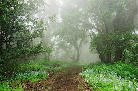 Laurel forest in fog, El Hierro, Canary Islands, Spain, Europe Foto de stock - Con derechos protegidos, Código: 841-08279368